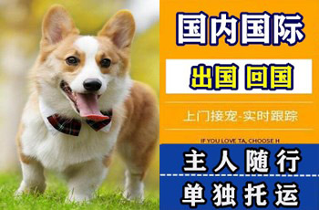 恩施州宠物托运公司恩施州宠物托运公司恩施州宠物托运公司